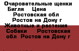 Очаровательные щенки Бигля. › Цена ­ 25 000 - Ростовская обл., Ростов-на-Дону г. Животные и растения » Собаки   . Ростовская обл.,Ростов-на-Дону г.